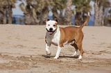 AMSTAFF ADULT 176